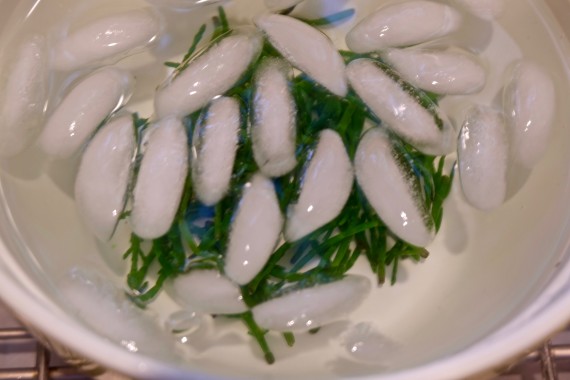 sea asparagus in ice