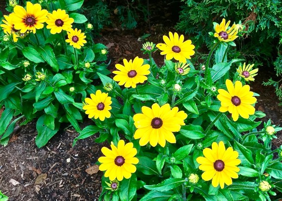 Black eyed susan