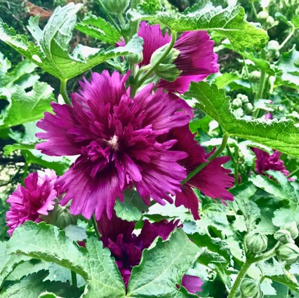 New purple flower