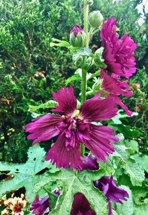 purple flowers