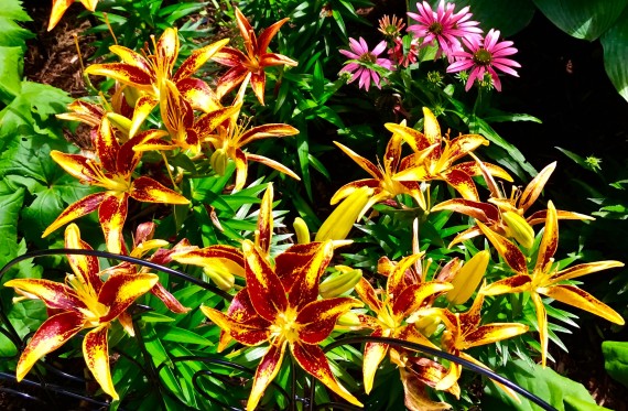 Tiger Lilies