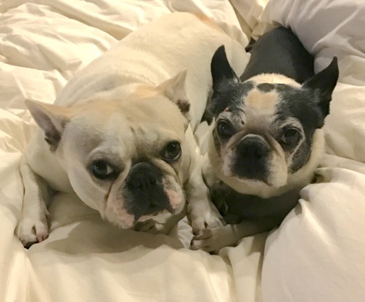 Macy and Mitzie on bed