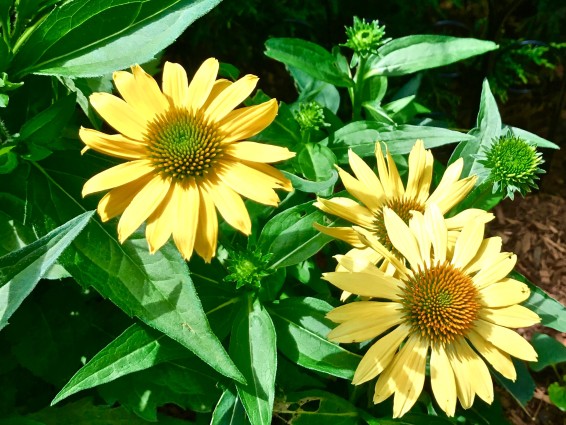 Yellow cone flowers