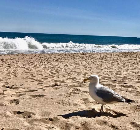 seagull on beach