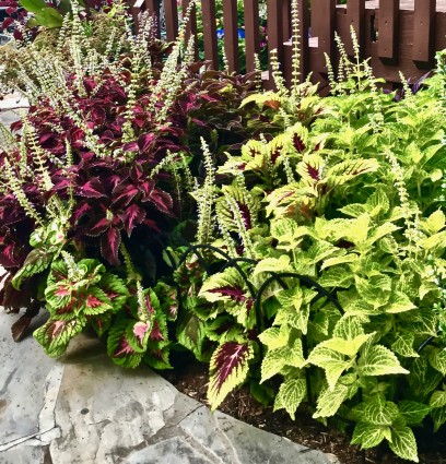 Leaf plants on patio