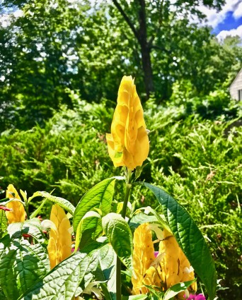 Yellow flower